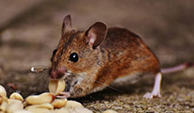 24 Hour & Emergency Exterminators in Fergus Falls, MN